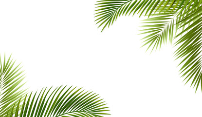 Green Palm Tree Branch And Isolated White Background