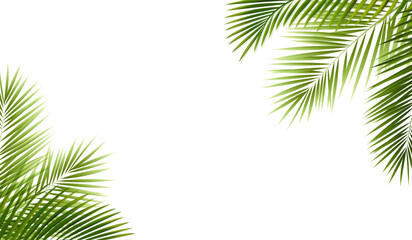 Palm Branch Border And Isolated White Background