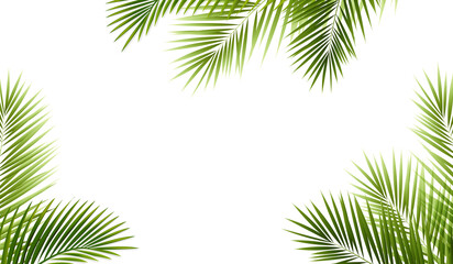 Palm Branch And Isolated White Background
