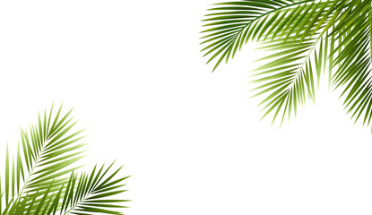 Fototapeta premium Palm Tree Branch Isolated White Background