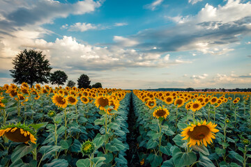 Obraz premium Fields of sunflowers under a bright blue summer sky, rural countryside, serene nature shot