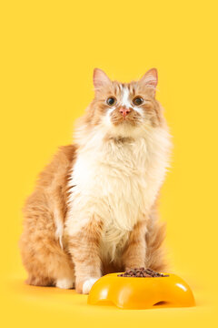 Naklejki Cute cat near feeding bowl with food on yellow background