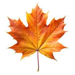 Obraz premium Maple leaf isolated on white background