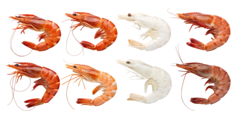 Shrimp Variety Pack: A collection of six fresh shrimps showcasing different colors and stages of cooking.  Perfect for culinary and seafood-related projects.