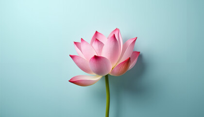 Beautiful pink lotus flower floating on calm water with reflections in a serene pond