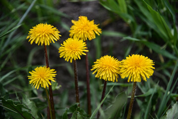 dandelions in the grass