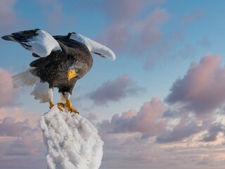 Obraz premium Birds of prey - flying Steller's sea eagle (Haliaeetus pelagicus) on background - dramatic blue sky and white clouds