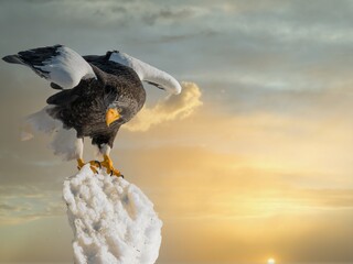 Birds of prey - flying Steller's sea eagle (Haliaeetus pelagicus) on background - dramatic blue sky and white clouds