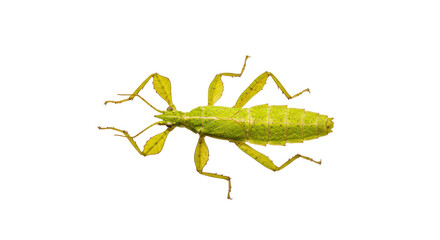 Isolated Stick Insect