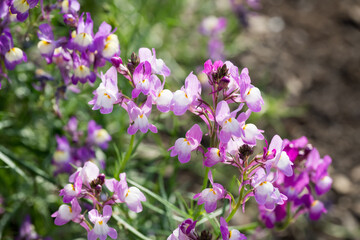Beautiful Moroccan toadflax (Linaria maroccana) flowers.