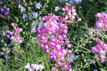Obraz premium Beautiful Moroccan toadflax (Linaria maroccana) flowers.