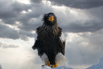 Birds of prey - flying Steller's sea eagle (Haliaeetus pelagicus) on background - dramatic blue sky and white clouds
