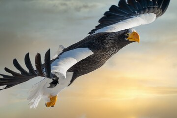 Birds of prey - flying Steller's sea eagle (Haliaeetus pelagicus) on background - dramatic blue sky...