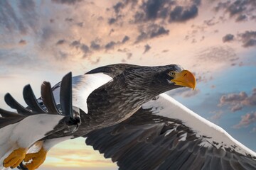 Birds of prey - flying Steller's sea eagle (Haliaeetus pelagicus) on background - dramatic blue sky and white clouds