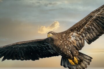 Birds of prey - flying Steller's sea eagle (Haliaeetus pelagicus) on background - dramatic blue sky...