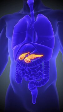 Human Internal Organs Pancreas with Gallbladder Anatomy