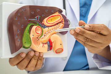 Liver with gallbladder, pancreas spleen and duodenum, Asian doctor holding human anatomy model for...