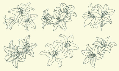 set of lily flower buds hand drawn in sketch style