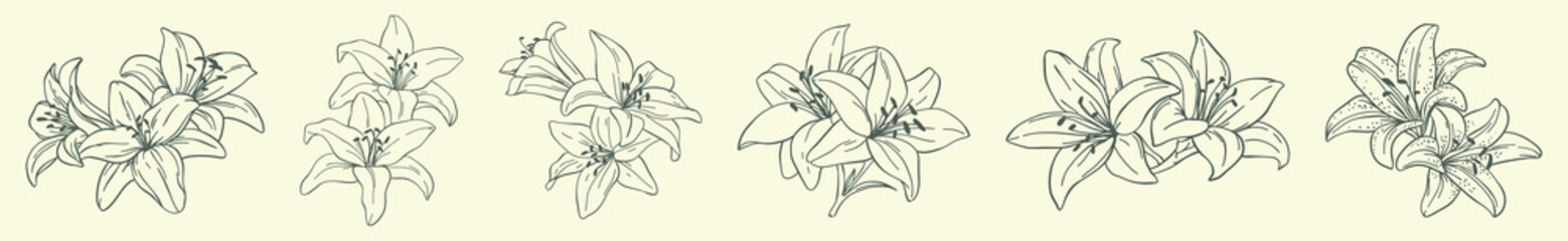set of lily flower buds hand drawn in sketch style