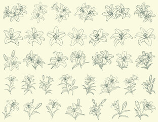 set of linear lily flowers hand drawn in sketch style