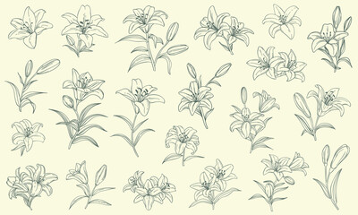 set of linear lily flowers hand drawn in sketch style