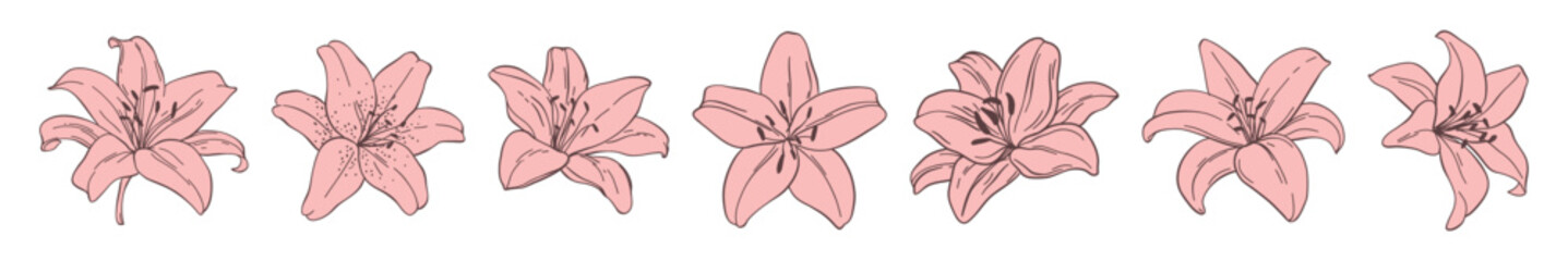 a set of pink lily bud flowers, handwritten style
