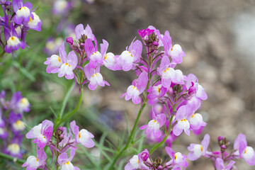 Obraz premium Beautiful Moroccan toadflax (Linaria maroccana) flowers.