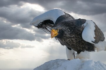 Birds of prey - flying Steller's sea eagle (Haliaeetus pelagicus) on background - dramatic blue sky and white clouds