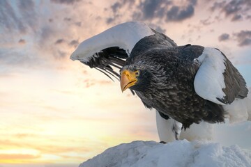 Birds of prey - flying Steller's sea eagle (Haliaeetus pelagicus) on background - dramatic blue sky...