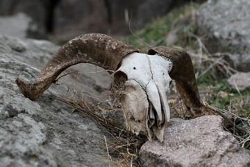 A horned sheep skull on Mount Assos, Turkey.