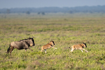 Wildebeest adult and two babies running