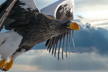 Birds of prey - flying Steller's sea eagle (Haliaeetus pelagicus) on background - dramatic blue sky and white clouds