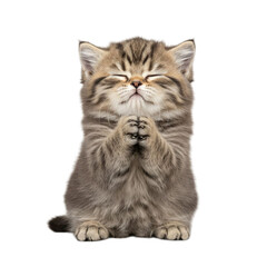 Fototapeta premium kitten in a praying pose