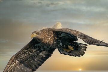 Birds of prey - flying Steller's sea eagle (Haliaeetus pelagicus) on background - dramatic blue sky and white clouds