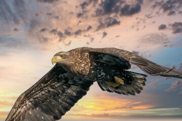 Birds of prey - flying Steller's sea eagle (Haliaeetus pelagicus) on background - dramatic blue sky and white clouds