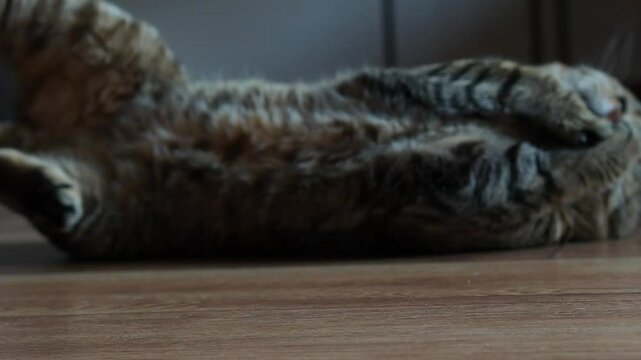 Scottish straight cat is playing with catnip ball on the laminate floor