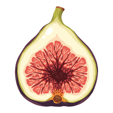 recommend clip art: Half Cut Fig Fruit Fresh Sweet Isolated Hand Drawn Vector Illustration Close Up Detailed