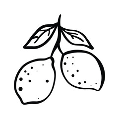 hand drawn doodle vector illustration of a lemon. black outline isolated icon.
