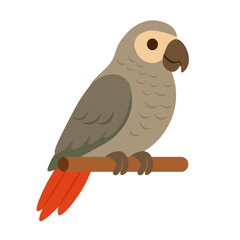 Flat vector illustration of grey parrot with red tail sitting on perch. Exotic pet bird clipart.