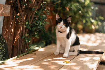 Obraz premium Curious black and white cat exploring a sunlit wooden surface in a peaceful garden, with golden eyes glancing ahead, capturing a serene and playful moment in the warmth of a calm outdoor day