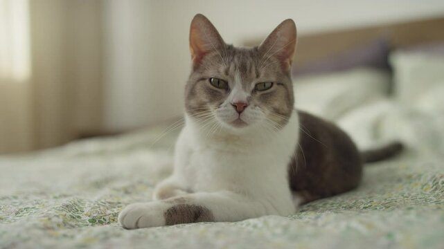 Confident cat posing calmly on bed