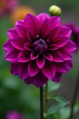 Obraz premium Close-up of dark violet dahlia blooming in late fall, dahlia, bloom