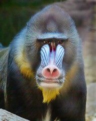 The Mandrill Monkey, (Latin. Mandrillus sphinx) sits on a rock and looks at the camera. Wildlife,...
