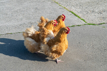 Three hens of a beautiful breed with red beige plumage close-up, selective focus. Free-roaming chickens in the farm yard