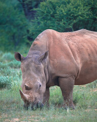 The white rhino is the largest living rhino species.
Rhinos are often victims of poaching.
Close...