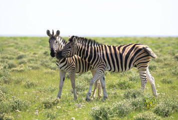Two zebras stand gracefully in a green savannah in the Etosha Nature Reserve, Namibia, Africa.