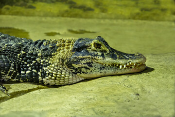 Chinese alligator (Latin Alligator sinensis) lying on a rock with sharp teeth against a background of rocks. Marine animals, reptiles, ecology.