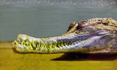 Gavial crocodile (Latin Tomistoma schlegelii) sitting in the water with sharp teeth against the background of the river bottom. Marine animals, reptiles, ecology.