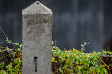 A grey post with a green vine growing out of it
