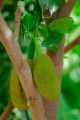 Two green unripe plantains are hanging from a tree branch © LittleTyrant